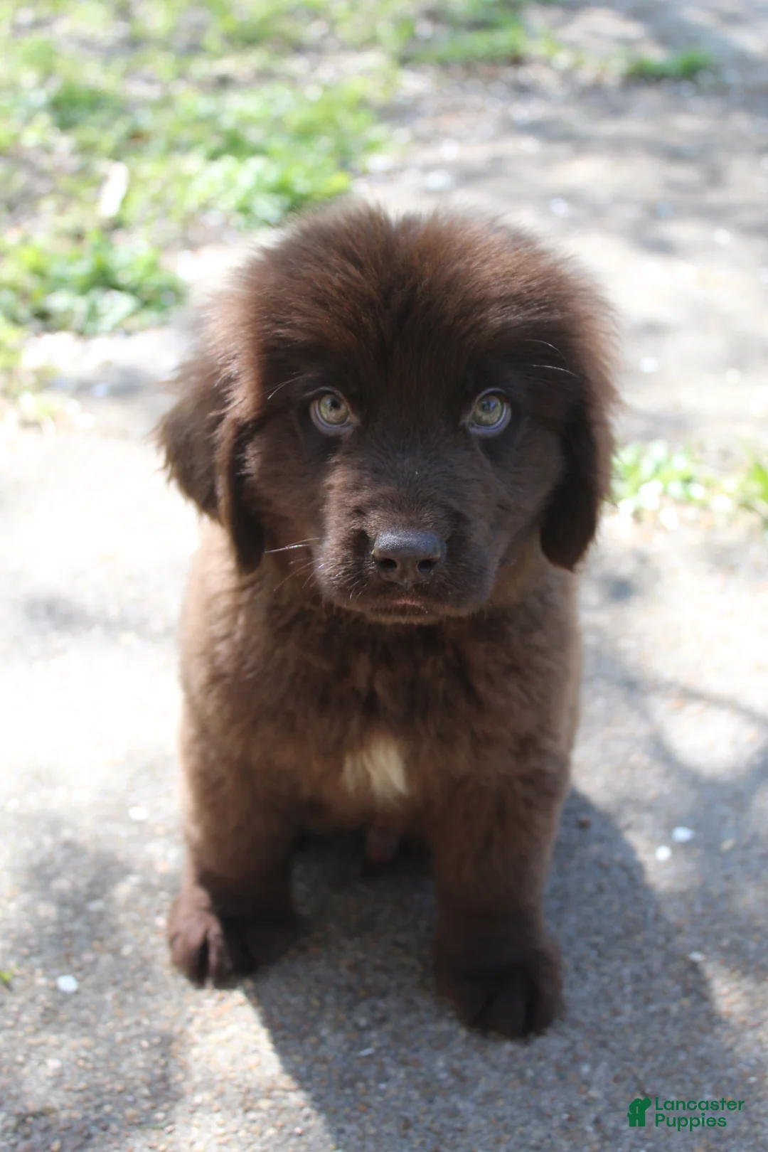 Newfoundland dogs for sale: Buddy - Ad 7