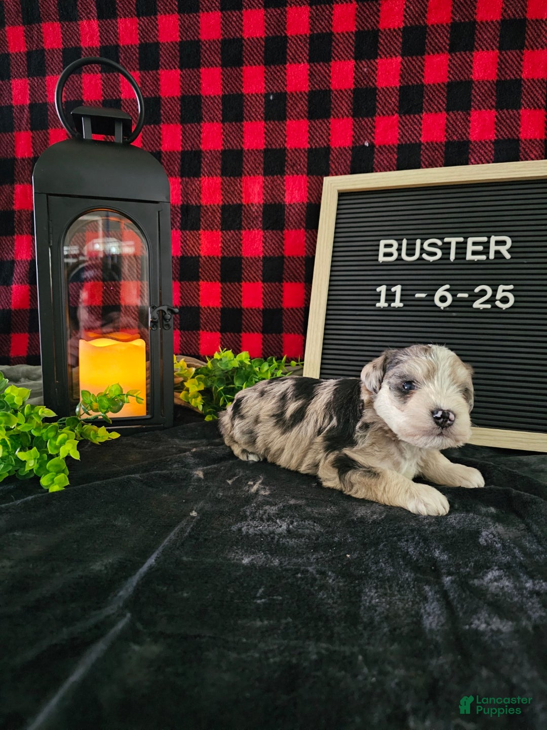 Miniature Schnauzer dogs for sale: Buster - Ad 7
