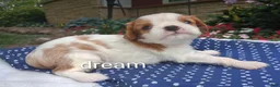 Cavapoo dogs for sale: Dewey  - Ad 5