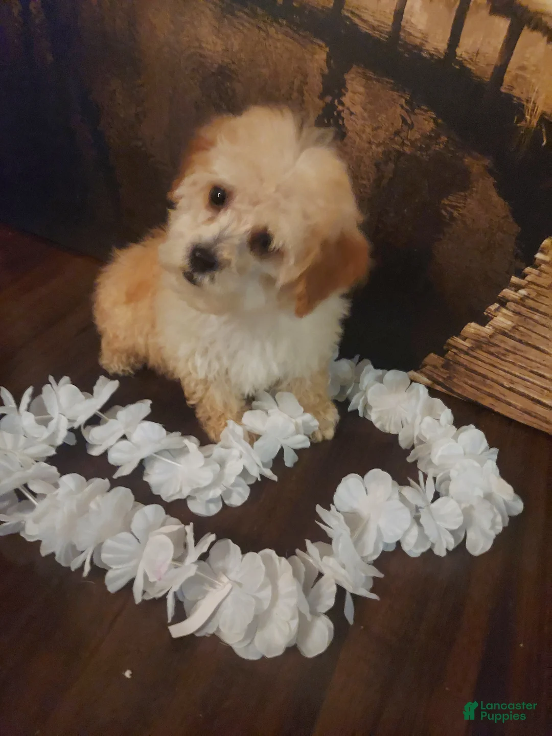 Yorkiepoo dogs for sale: Bark - Ad 1