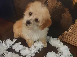 Yorkiepoo dogs Bark - Ad 9