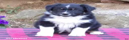 Australian Shepherd dogs for sale: Flash - Ad 1