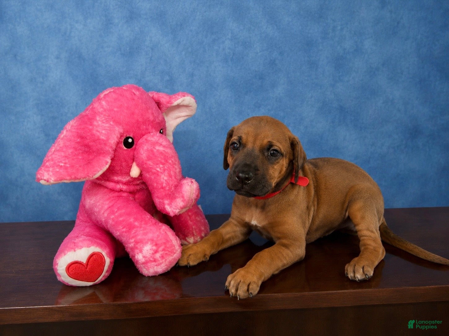 Rhodesian Ridgeback dogs Rhodesian Ridgeback Puppy 6 - Ad 5