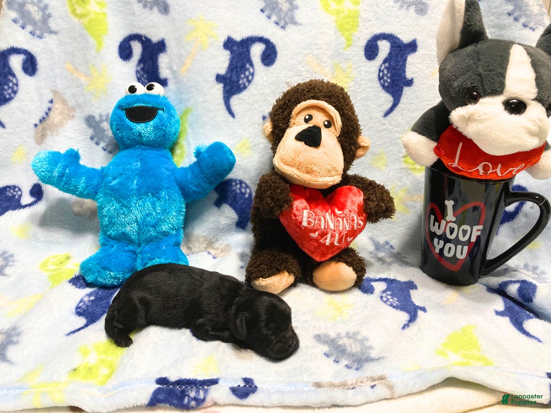 Labradoodle dogs for sale: Simba - Ad 4