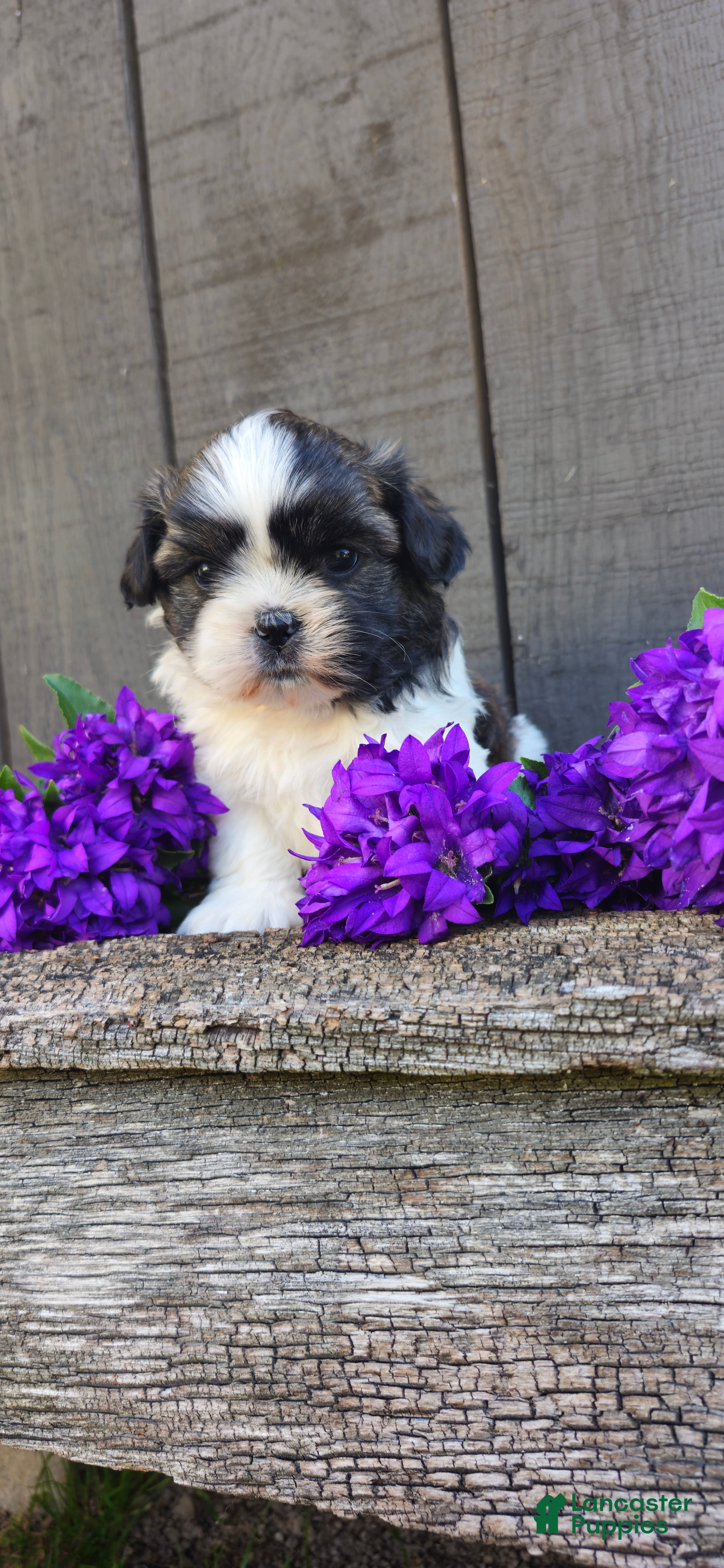 Teddy Bear dogs Chester - Ad 2