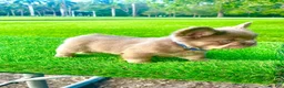 French Bulldog dogs for sale: Richie - Ad 12