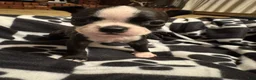 Boston Terrier dogs for sale: Doc-Brindle & White - Ad 4