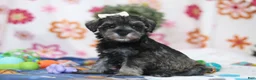 Miniature Schnauzer dogs for sale: Navy - Ad 2