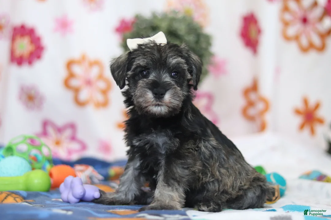 Miniature Schnauzer dogs for sale: Navy - Ad 2