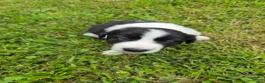 Border Collie 4