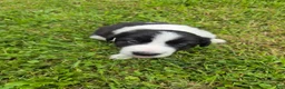 Border Collie dogs for sale: Border Collie 4 - Ad 1
