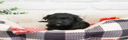 Shihpoo dogs for sale: Draco - Ad 5