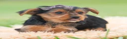 Yorkshire Terrier dogs for sale: Squiggles - Ad 5