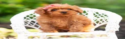 Maltipoo dogs for sale: Merrelle - Ad 10