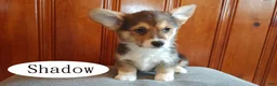 Welsh Corgi Pembroke dogs for sale: Shadow - Ad 3