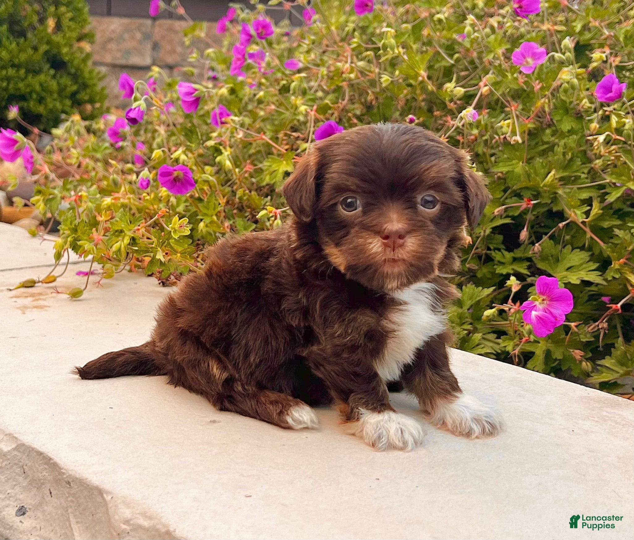 Havanese dogs Calvin - Ad 1