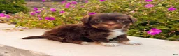 Havanese dogs for sale: Calvin - Ad 1