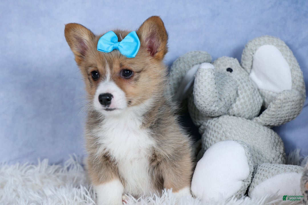 Welsh Corgi Pembroke dogs for sale: Ace - Ad 11
