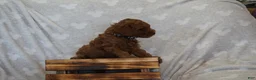 Miniature Poodle dogs for sale: Frankie - Ad 7