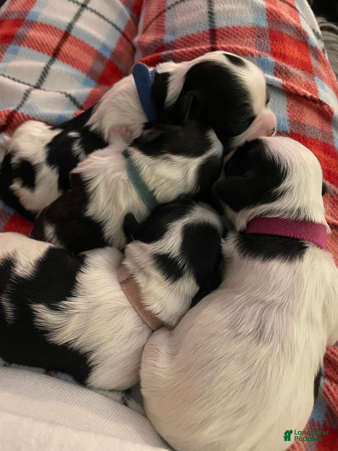 Mixed Breed dogs for sale: Bella - Ad 2