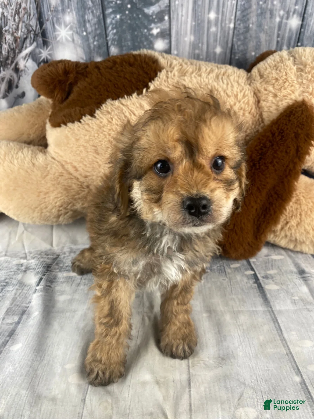 Cavapoo dogs for sale: Ace - Ad 5