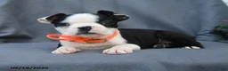 Boston Terrier dogs for sale: Olive  - Ad 3