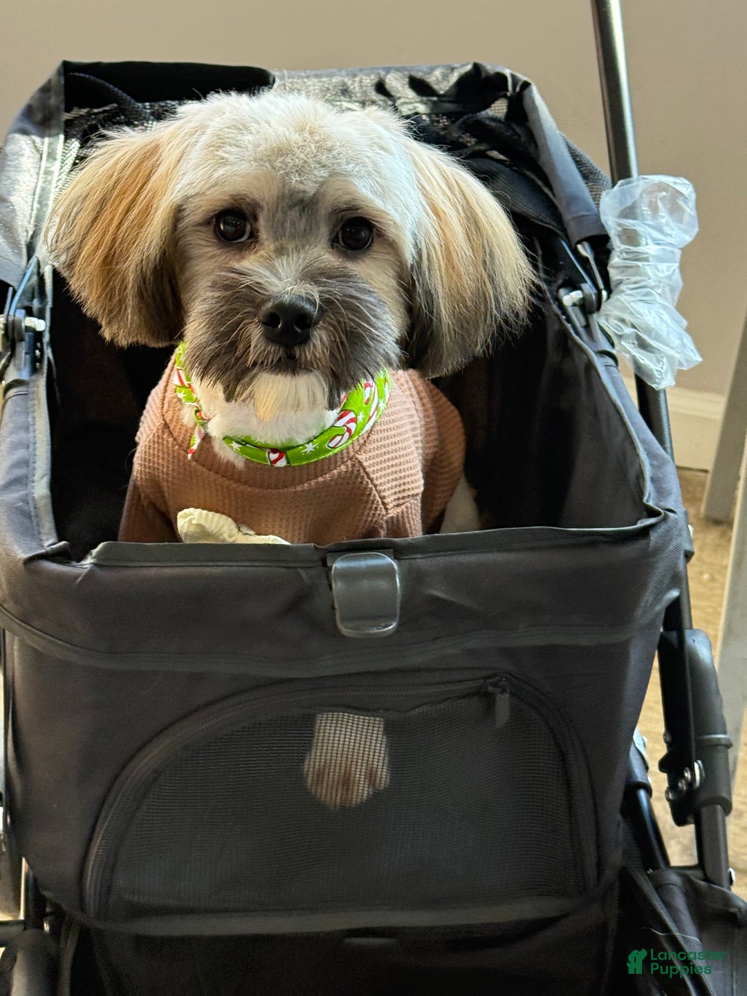 Mixed Breed dogs for sale: Mixed Breed Puppy 1 - Ad 9