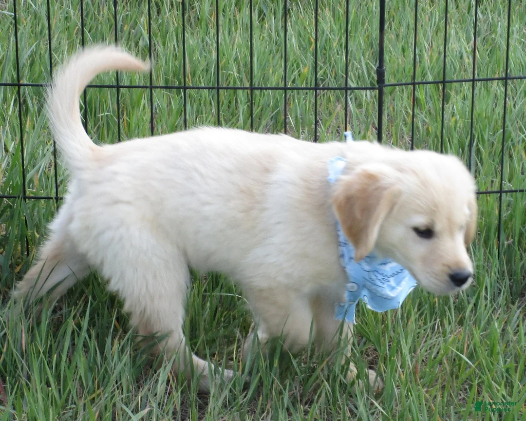 Golden Retriever dogs for sale: Blue Boy AKC Golden - Ad 1