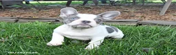 French Bulldog dogs for sale: Scout - Ad 3