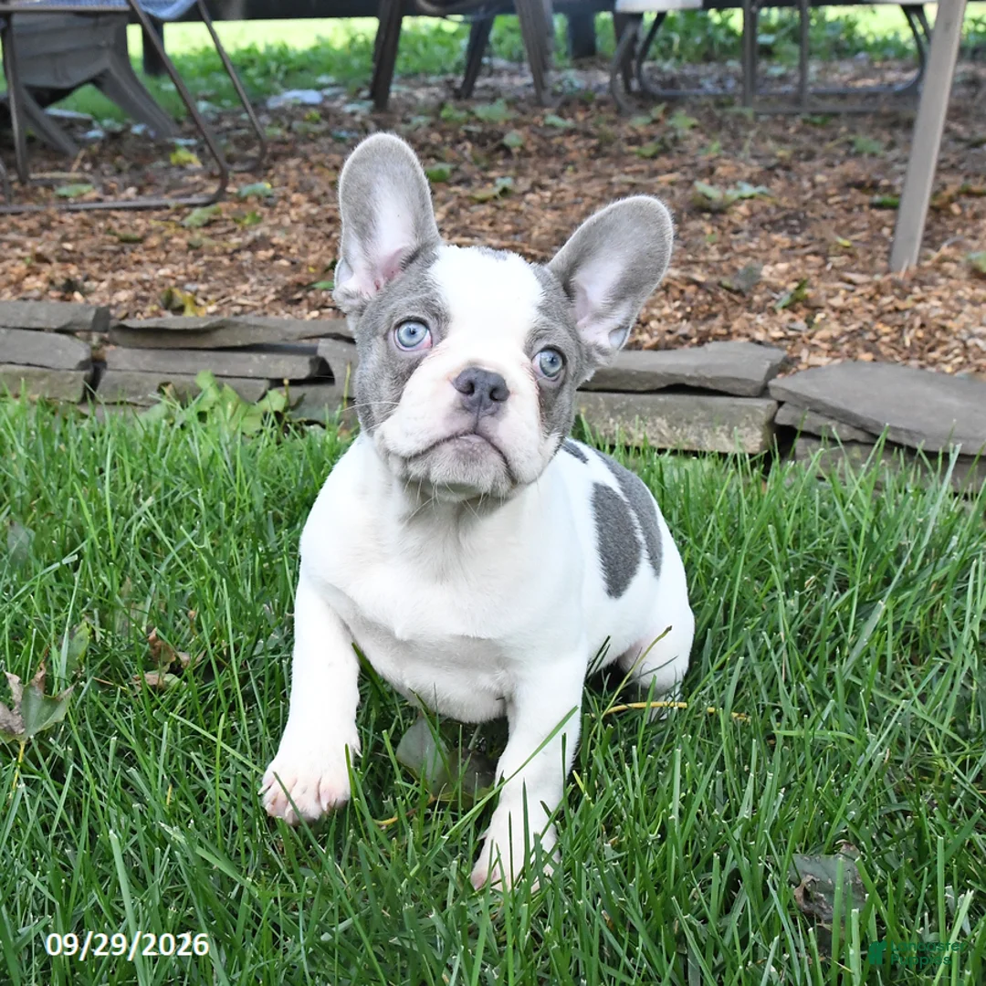 French Bulldog dogs for sale: Scout - Ad 3