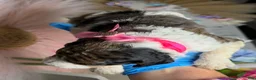 Mixed Breed dogs for sale: Sienna - Ad 10