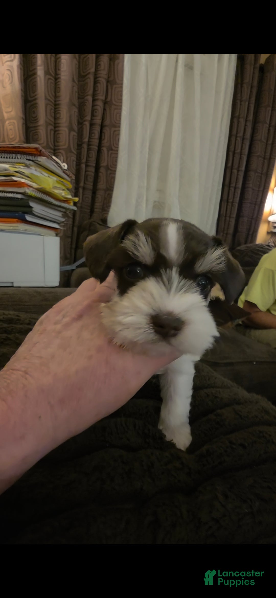 Miniature Schnauzer dogs Sprout - Ad 1