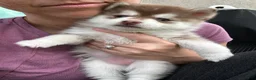 Pomsky dogs for sale: Poppy Teacup/Micro Pomsky - Ad 3