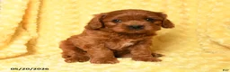 Cavapoo dogs for sale: Waffles - Ad 1