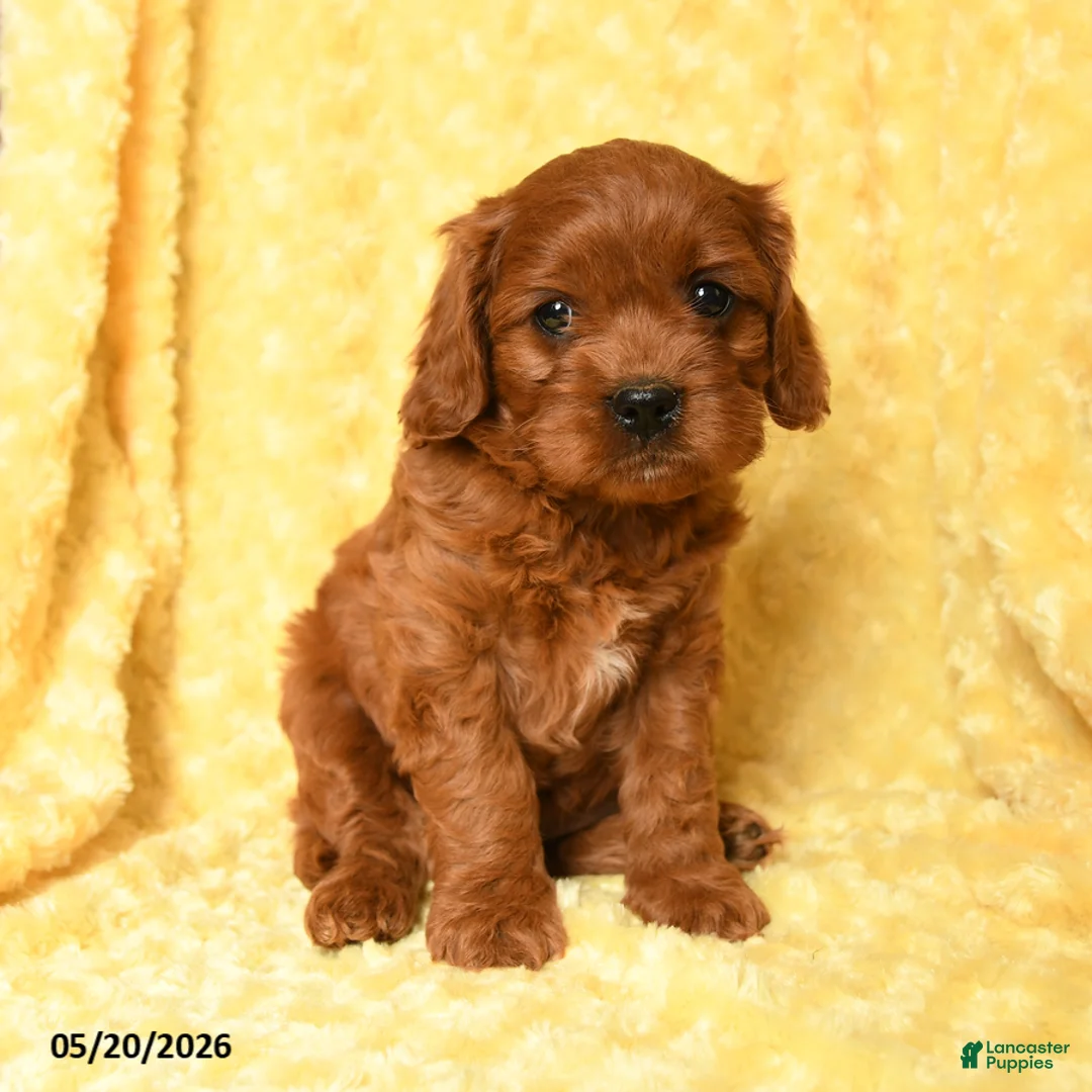 Cavapoo dogs for sale: Waffles - Ad 1