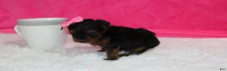 Yorkiepoo dogs for sale: Ella  - Ad 5