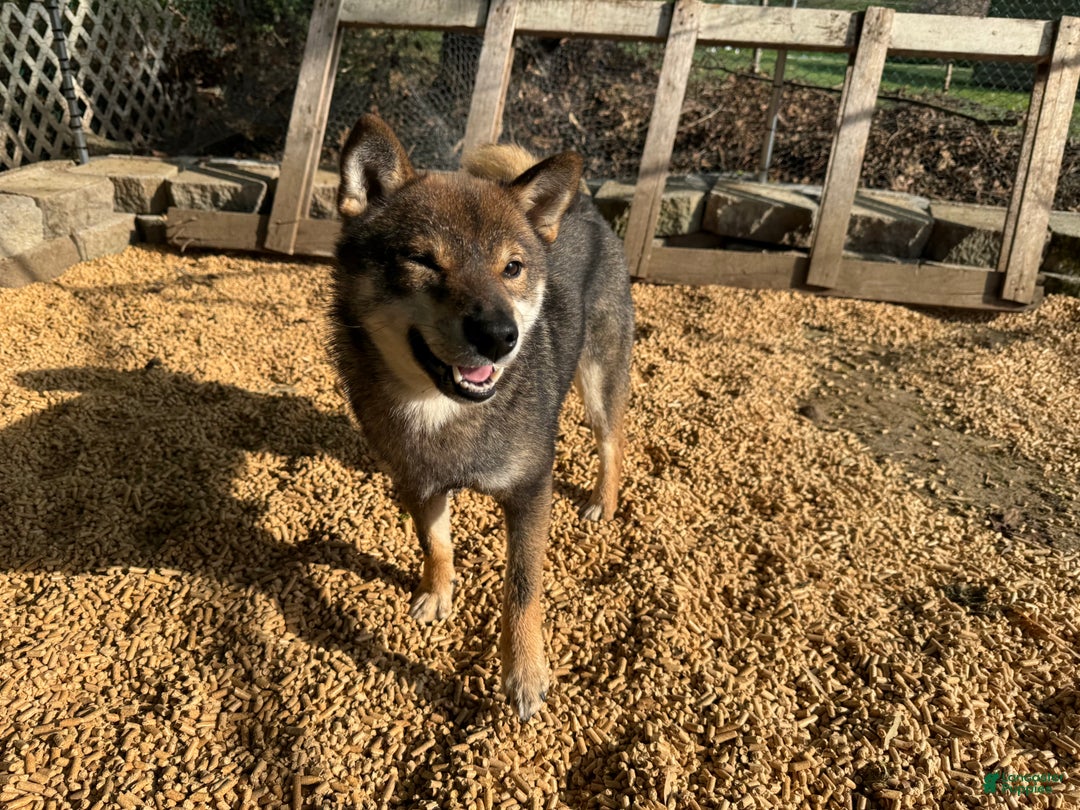 Shiba Inu dogs for sale: Shiba Inu Puppy 2 - Ad 8