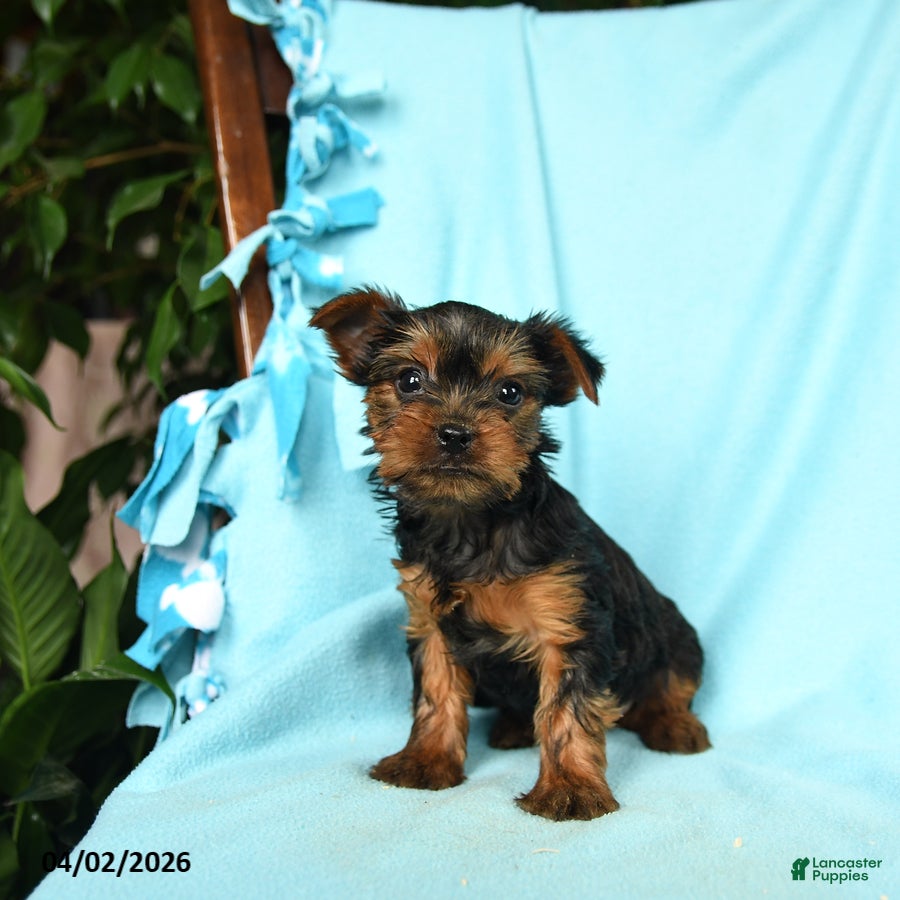 Yorkshire Terrier dogs Oregano - Ad 2