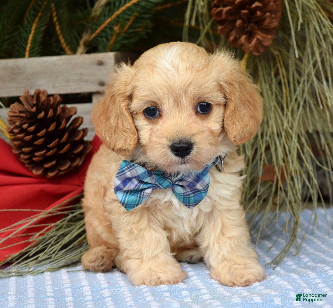 Maltipoo dogs for sale: Tucker - Ad 5