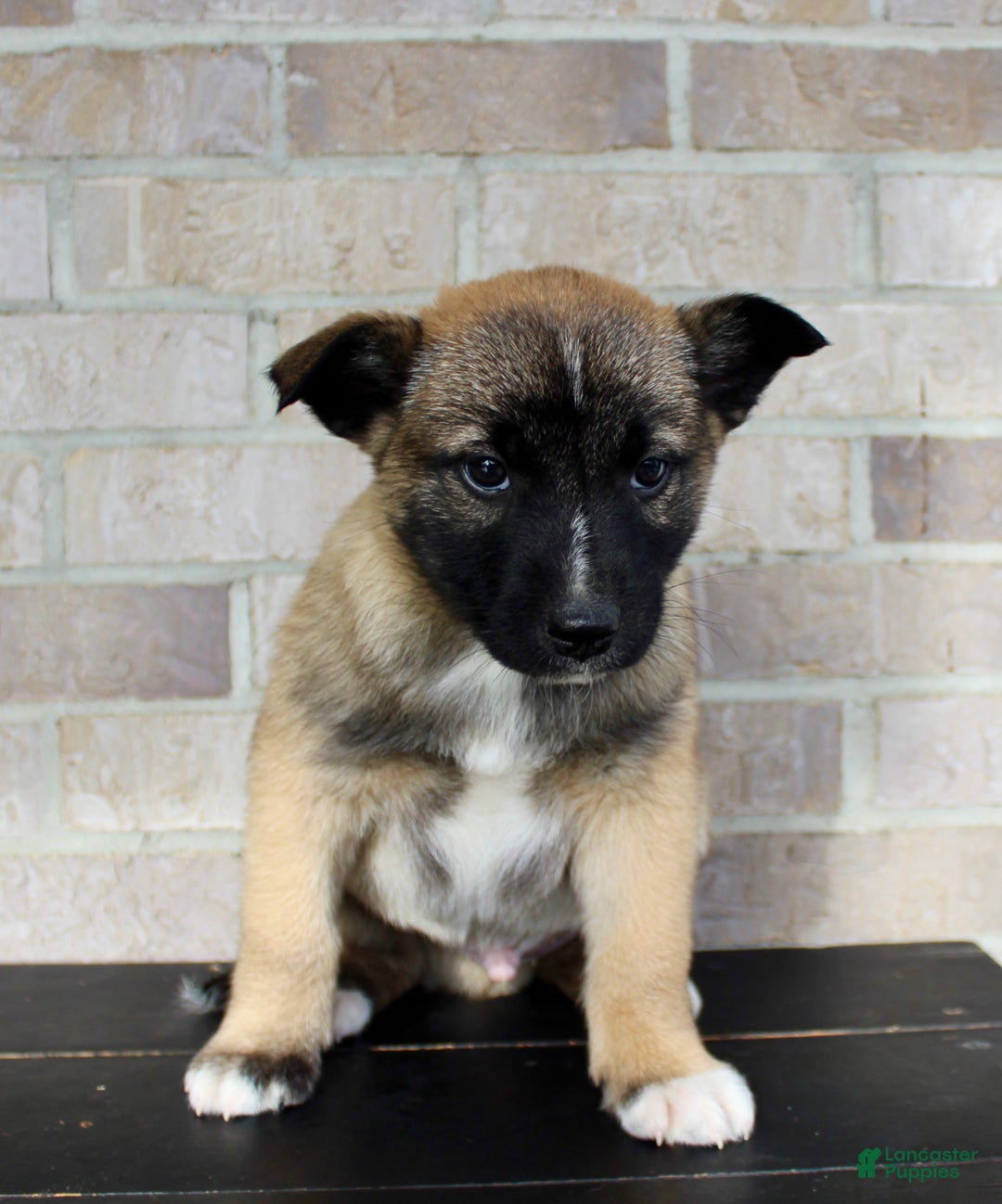 Mixed Breed dogs for sale: Sarge - Ad 6
