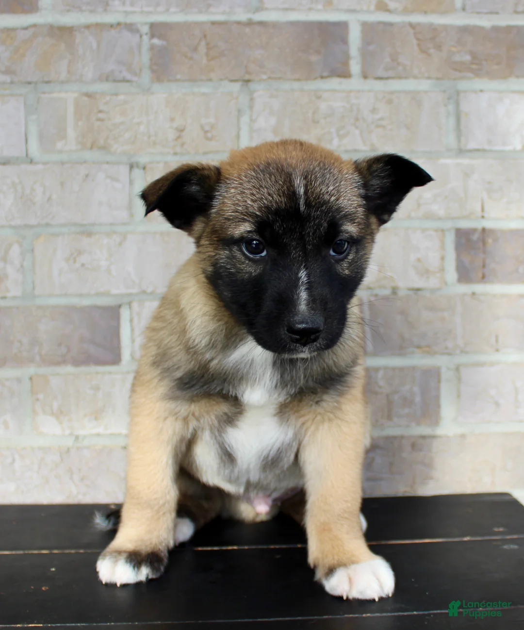 Mixed Breed dogs for sale: Sarge - Ad 6