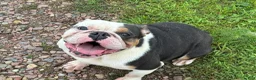 English Bulldog dogs for sale: Reese - Ad 2