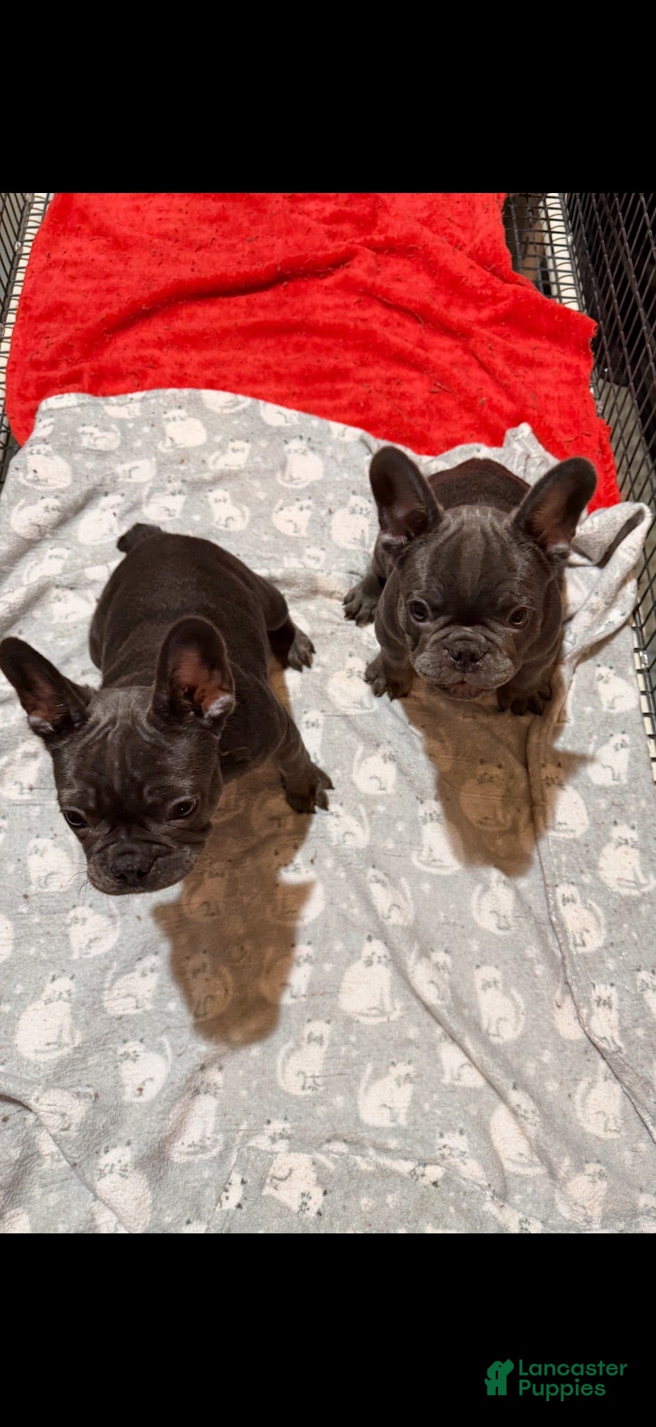 French Bulldog dogs Jace - Ad 2