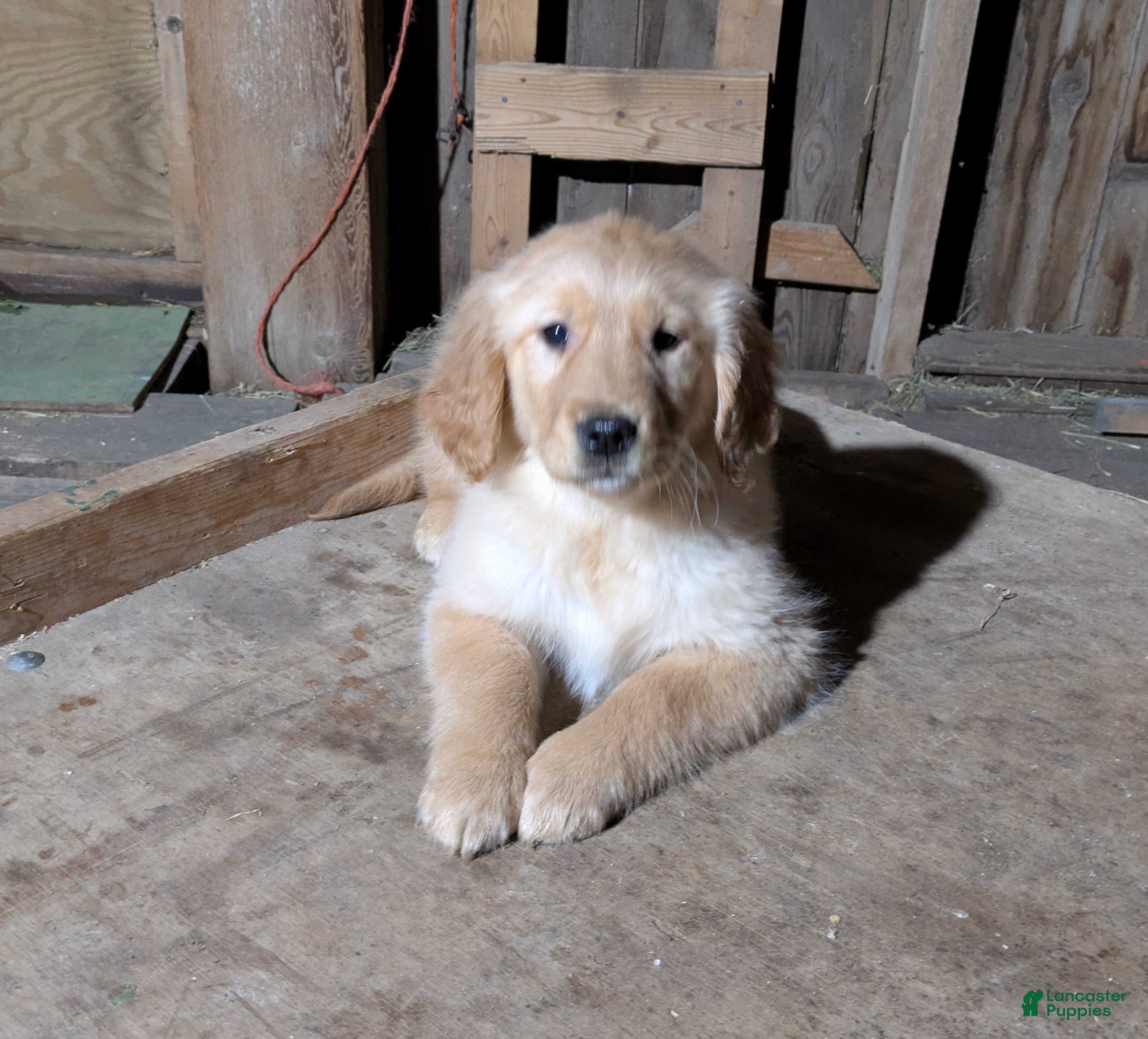 Golden Retriever dogs Rocky - Ad 4