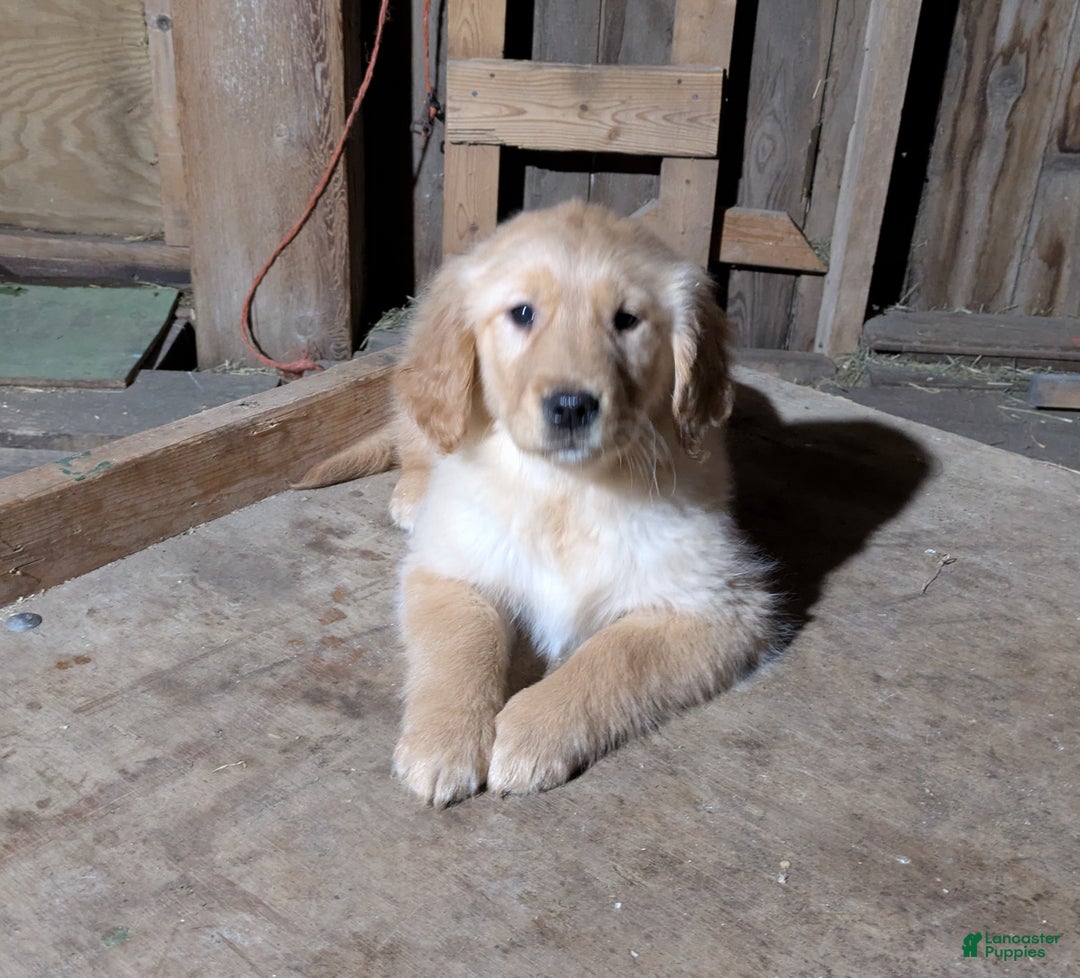 Golden Retriever dogs for sale: Rocky - Ad 1