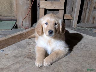 Golden Retriever dogs Rocky - Ad 23