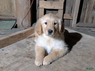 Golden Retriever dogs Rocky - Ad 19