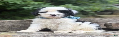 Frito