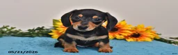 Miniature Dachshund dogs for sale: Benji - Ad 4
