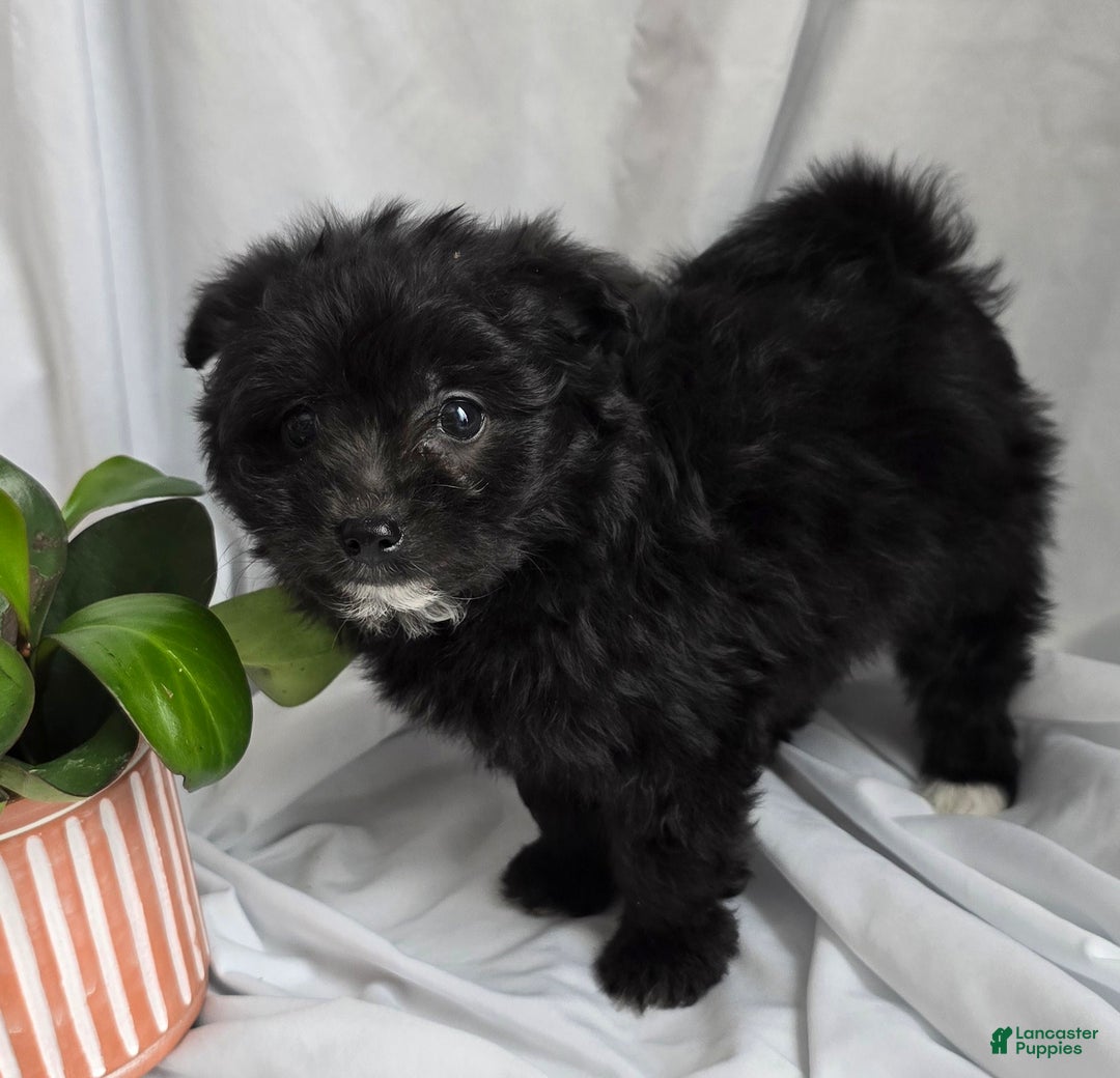 Pomapoo dogs for sale: Pomapoo Puppy 1 - Ad 2